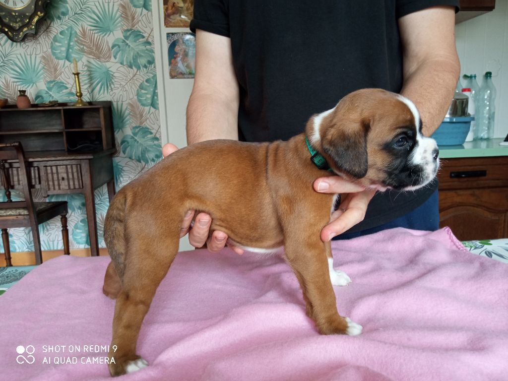 de la cote des légendes celtes - Chiots disponibles - Boxer