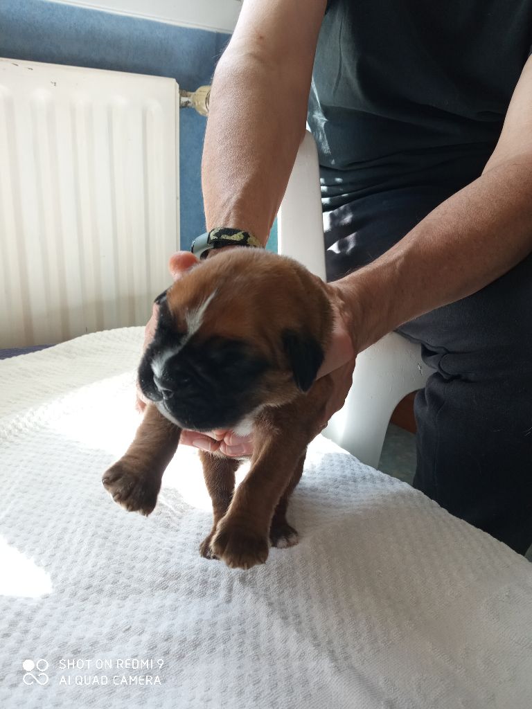 de la cote des légendes celtes - Chiots disponibles - Boxer