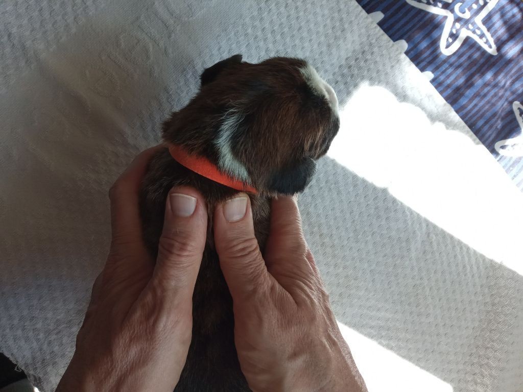 de la cote des légendes celtes - Chiots disponibles - Boxer
