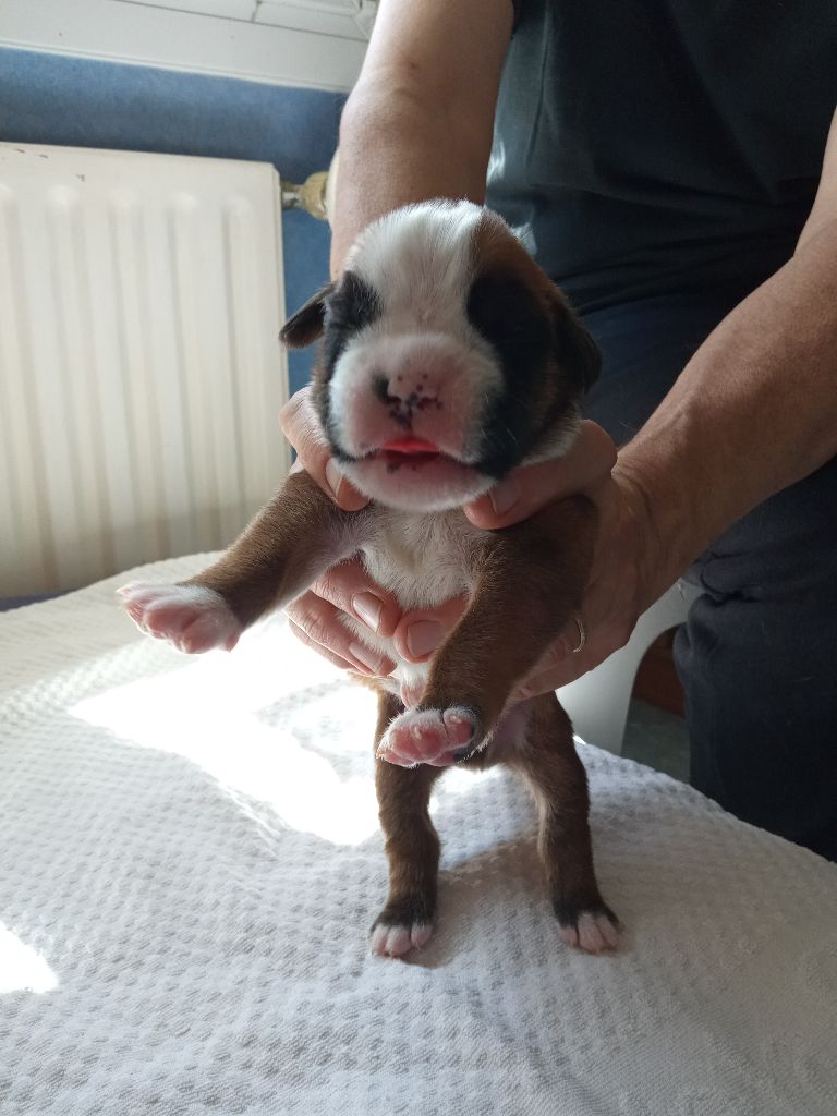 de la cote des légendes celtes - Chiots disponibles - Boxer