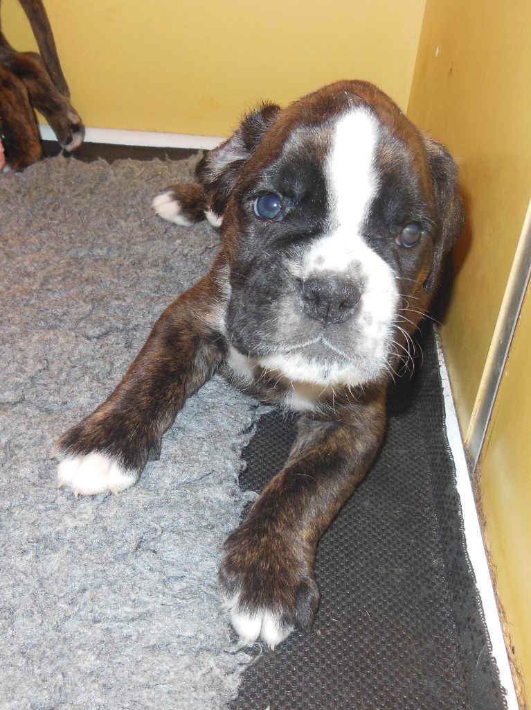 de la cote des légendes celtes - Chiots disponibles - Boxer
