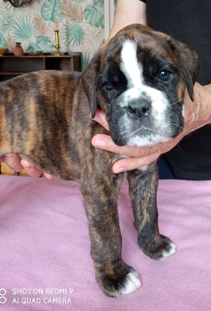 de la cote des légendes celtes - Chiots disponibles - Boxer
