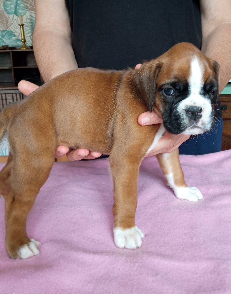 de la cote des légendes celtes - Chiots disponibles - Boxer