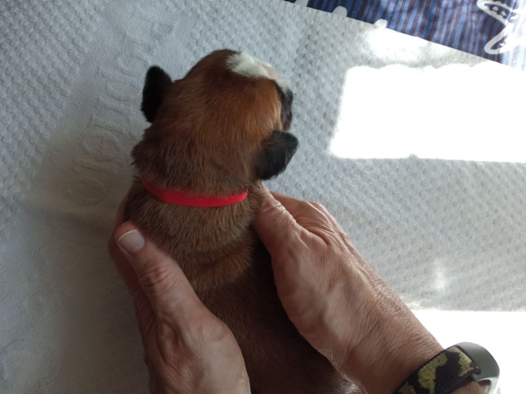 de la cote des légendes celtes - Chiots disponibles - Boxer