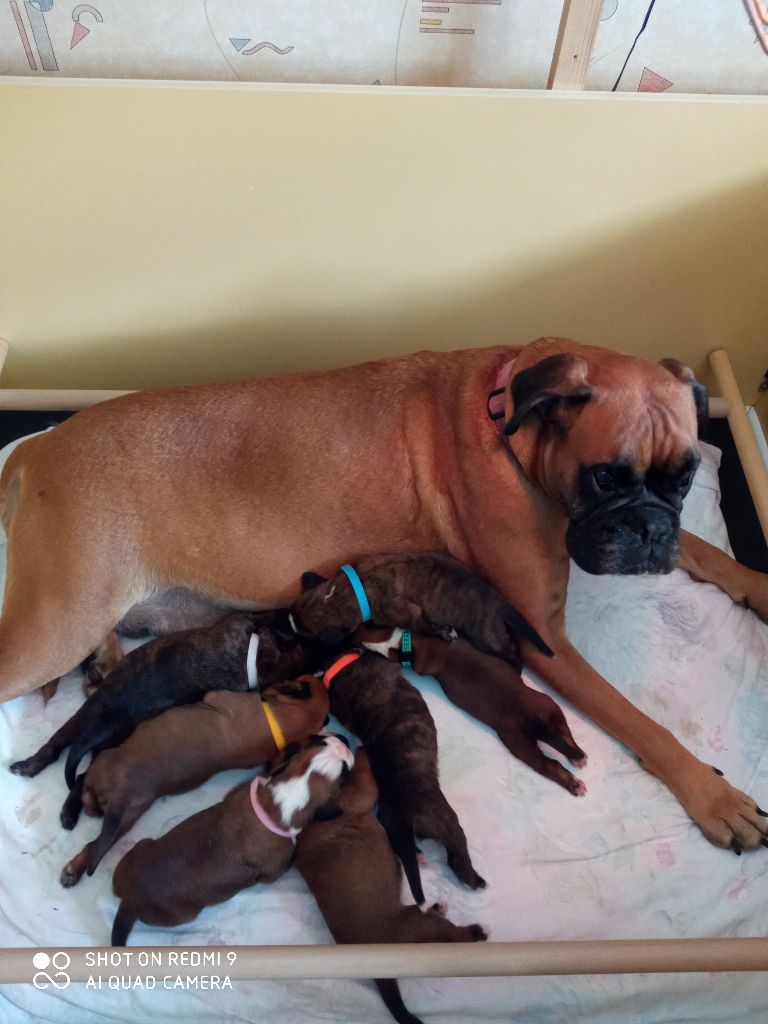 Chiot Boxer de la cote des légendes celtes