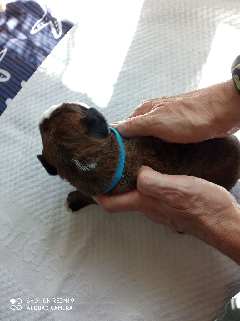 de la cote des légendes celtes - Chiots disponibles - Boxer