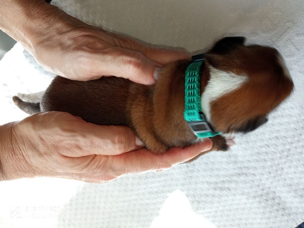 de la cote des légendes celtes - Chiots disponibles - Boxer