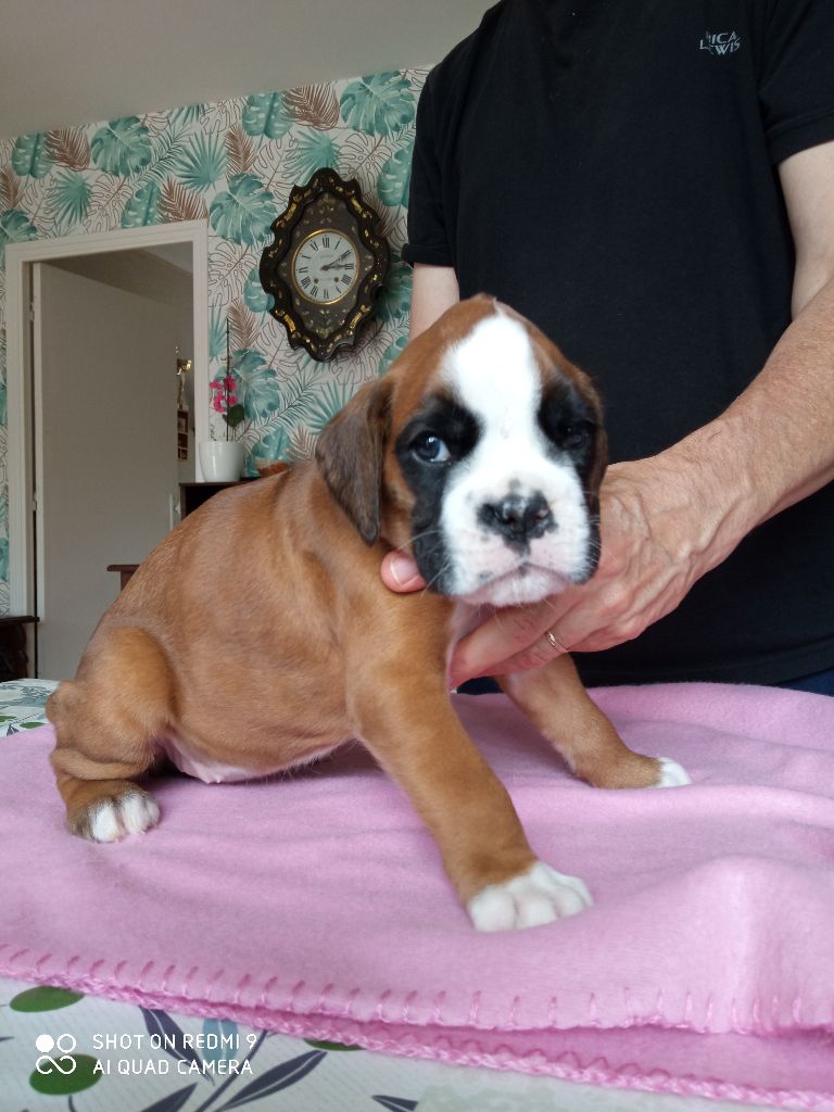 de la cote des légendes celtes - Chiots disponibles - Boxer
