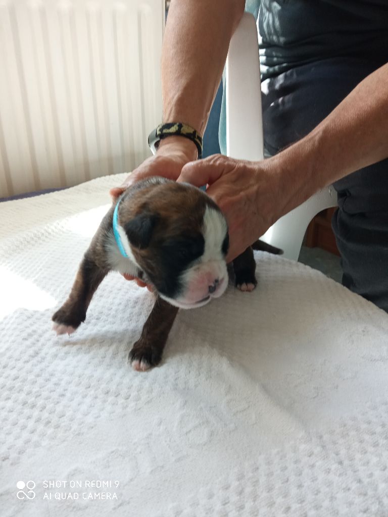 de la cote des légendes celtes - Chiots disponibles - Boxer