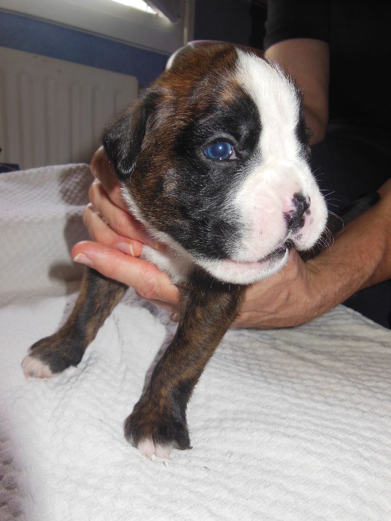de la cote des légendes celtes - Chiots disponibles - Boxer