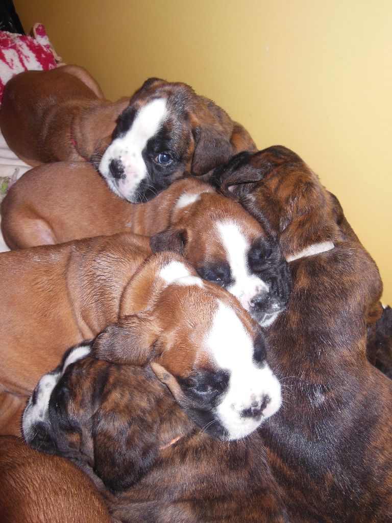 Chiot Boxer de la cote des légendes celtes
