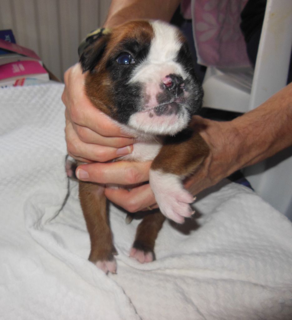 de la cote des légendes celtes - Chiots disponibles - Boxer