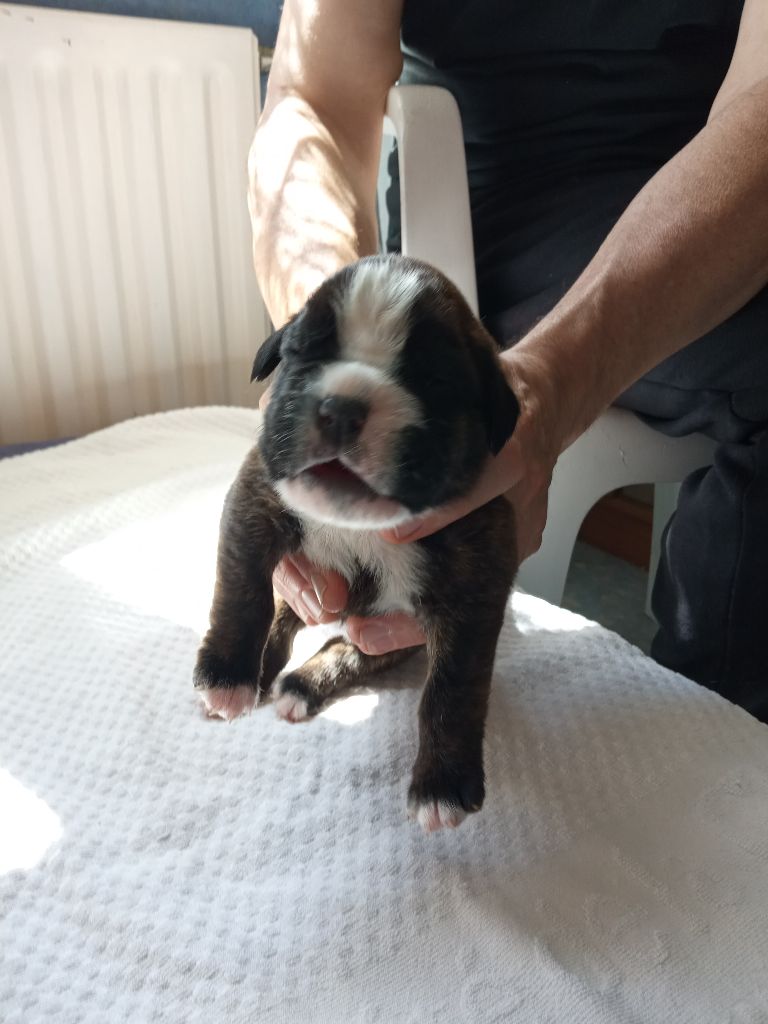 de la cote des légendes celtes - Chiots disponibles - Boxer