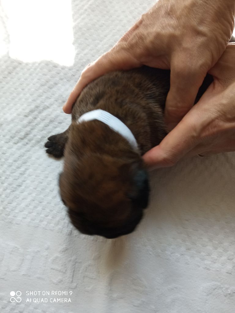 de la cote des légendes celtes - Chiots disponibles - Boxer