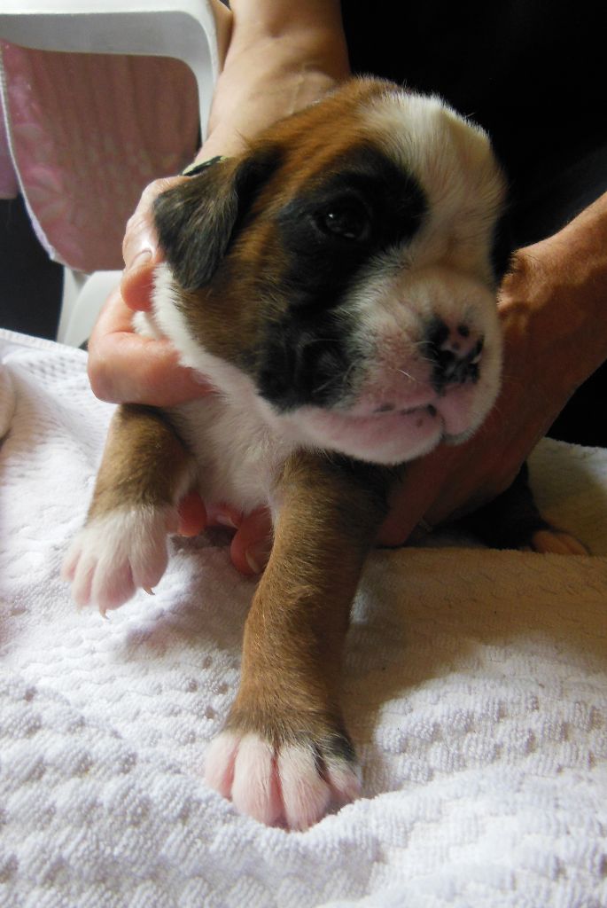 de la cote des légendes celtes - Chiots disponibles - Boxer