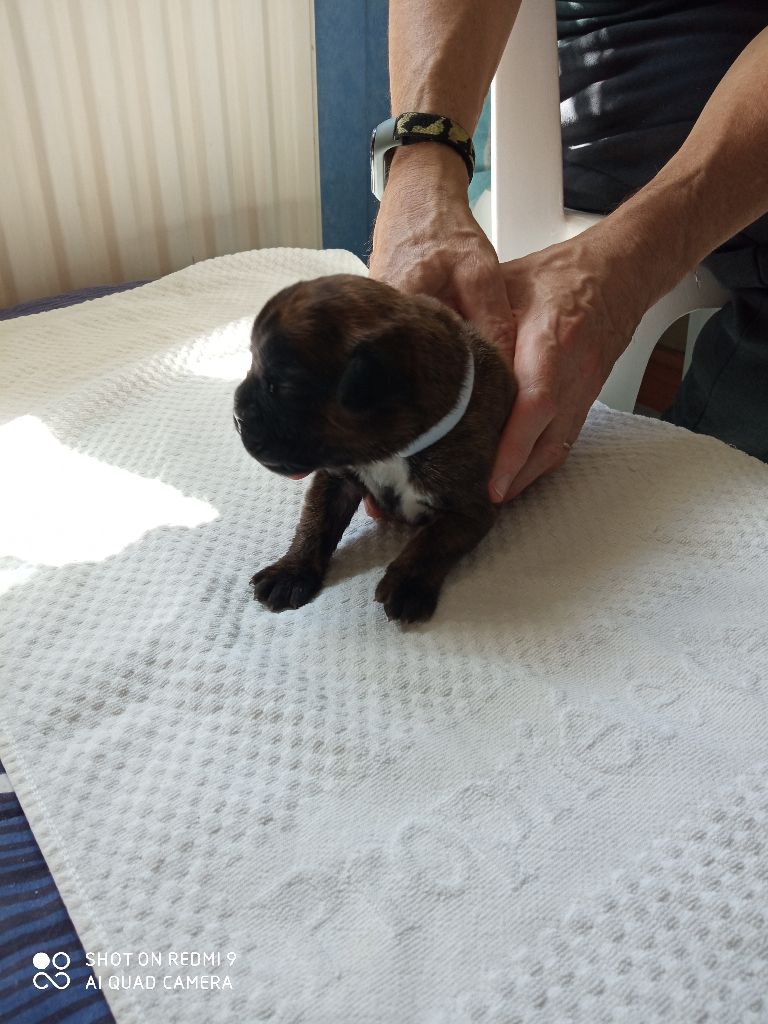 de la cote des légendes celtes - Chiots disponibles - Boxer