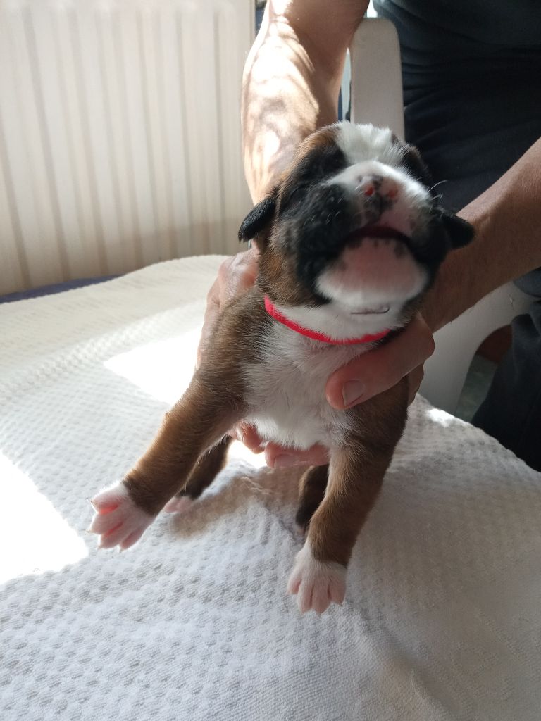de la cote des légendes celtes - Chiots disponibles - Boxer