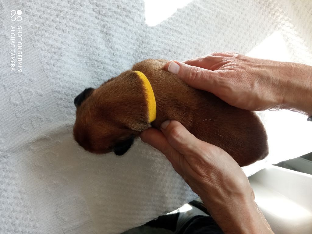 de la cote des légendes celtes - Chiots disponibles - Boxer