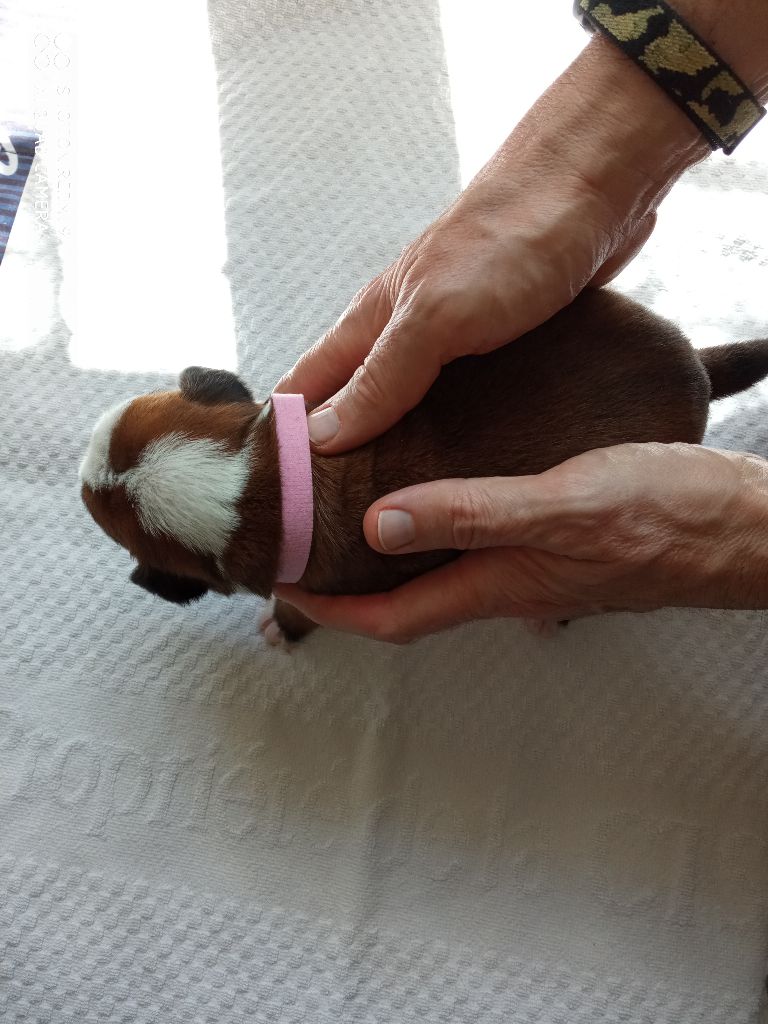 de la cote des légendes celtes - Chiots disponibles - Boxer