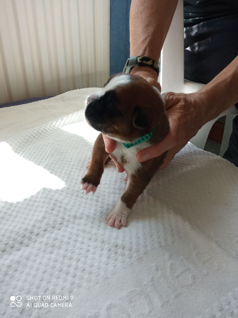 de la cote des légendes celtes - Chiots disponibles - Boxer